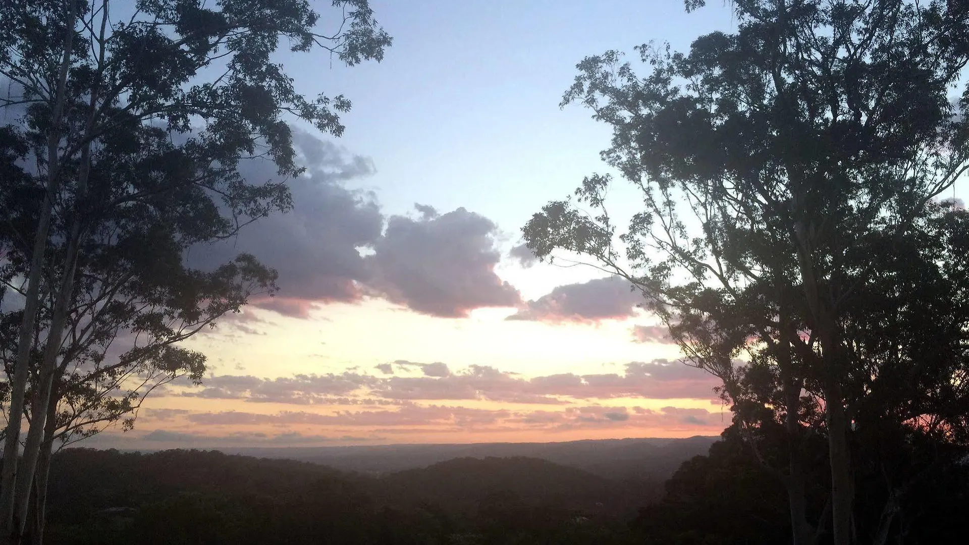 Phoenix Eumundi Australia