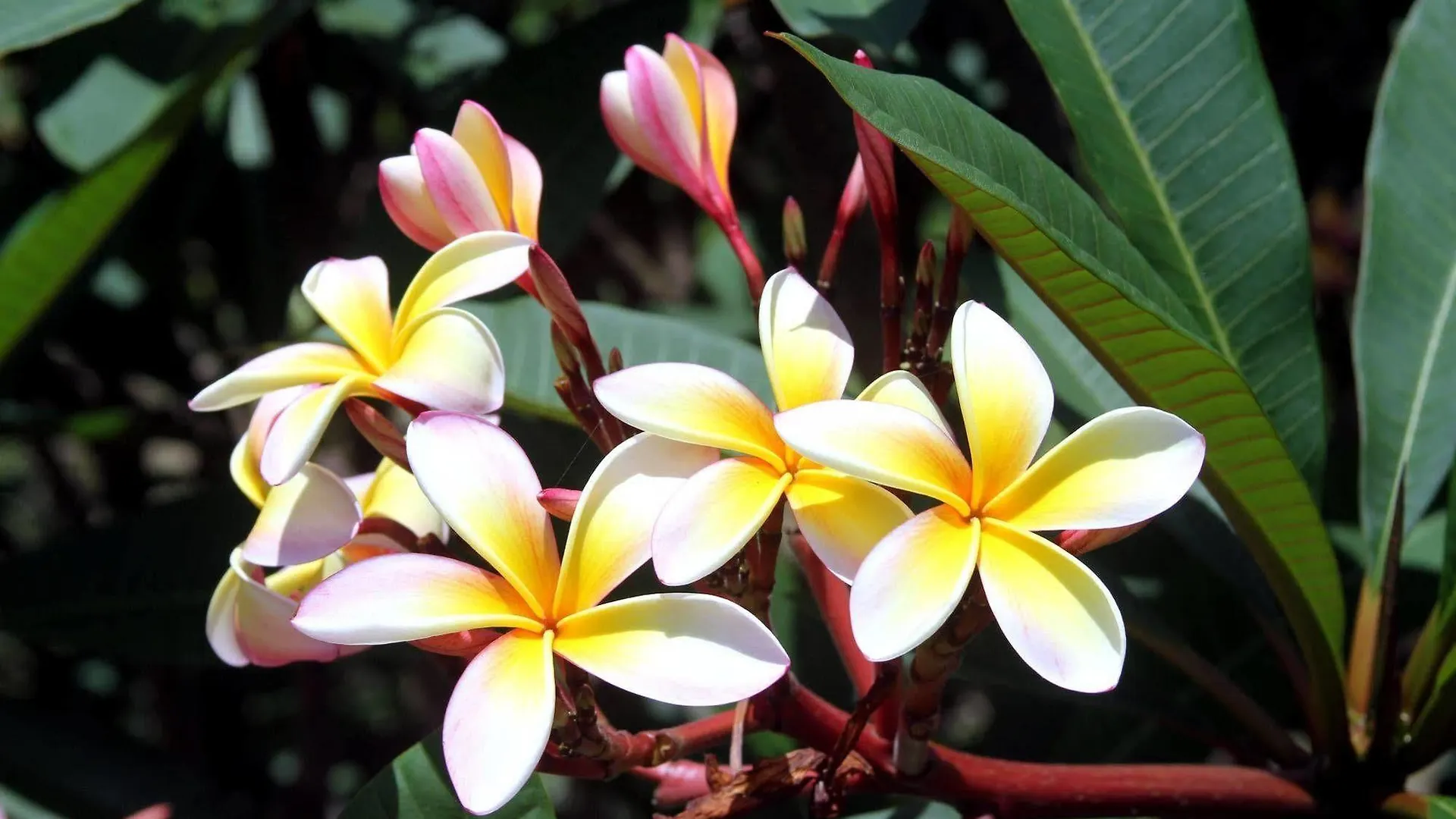 Phoenix Eumundi Australia